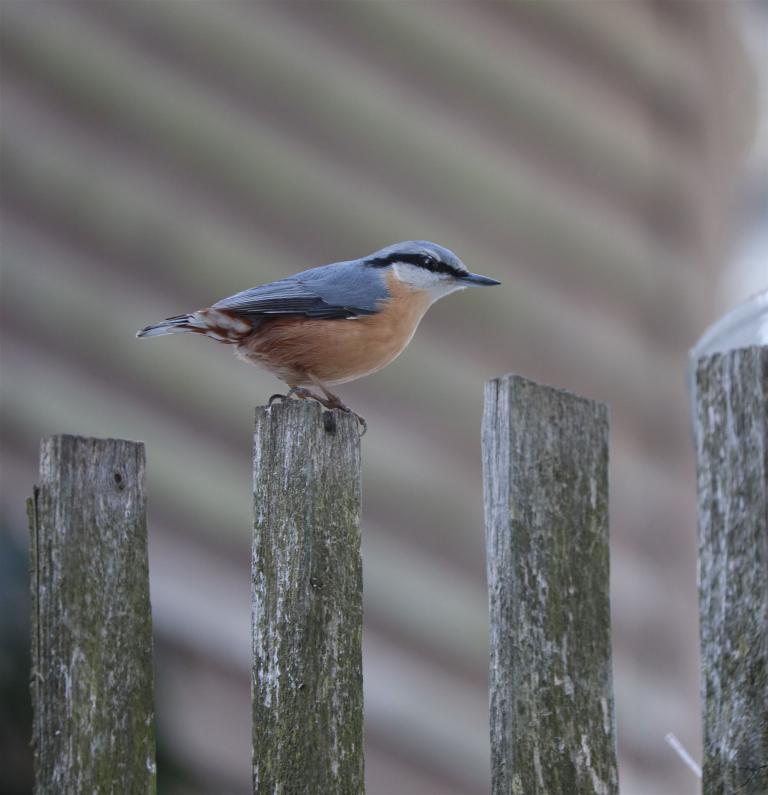 3. Kleiber auf dem Bauerngartenzaun