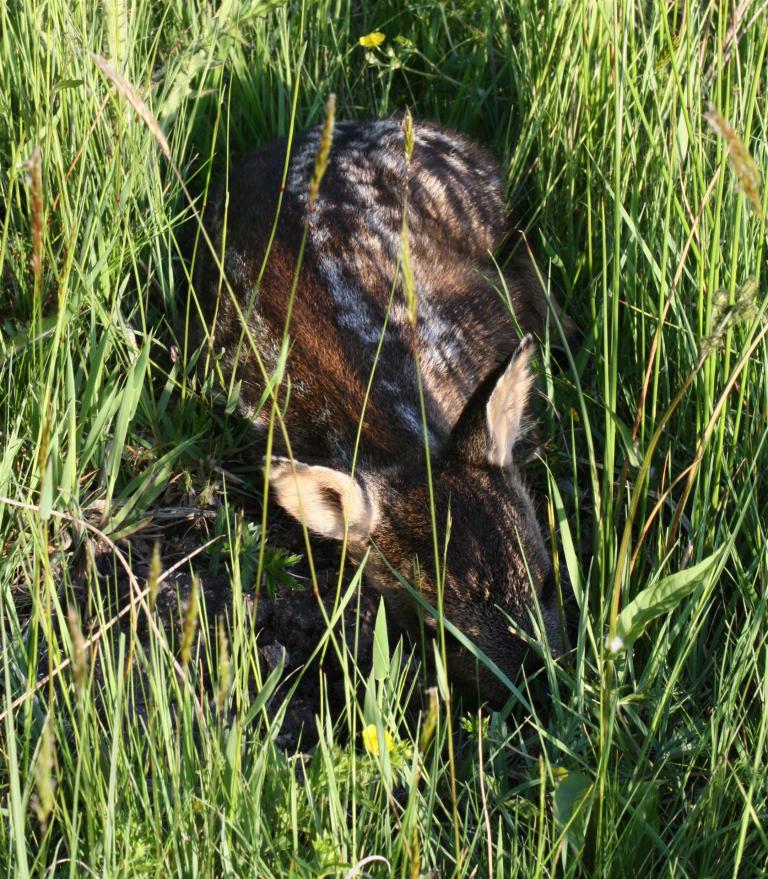 17. Rehkitz auf Naturschutzwiese