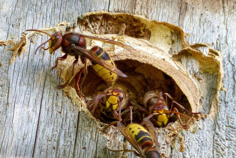 4. Hornissen fliegen aus