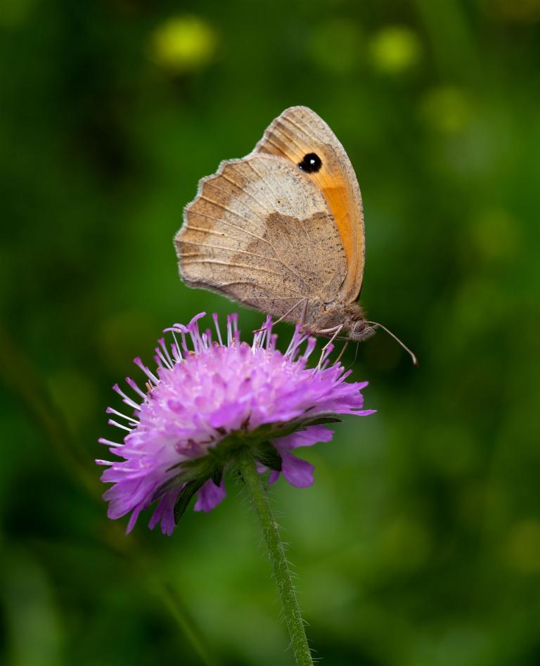 6. Großes Ochsenauge auf Knautia